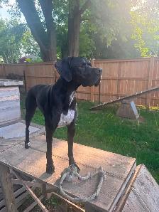 CKC Reg Trained English Pointer dogs for Sale, On parle le FRANC - Photo 2
