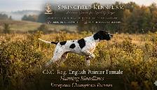 CKC Reg Trained English Pointer dogs for Sale, On parle le FRANC - Photo 3