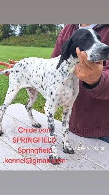 CKC Reg Trained English Pointer dogs for Sale, On parle le FRANC - Photo 4