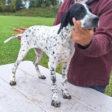 CKC Reg Trained English Pointer dogs for Sale, On parle le FRANC - Photo 5