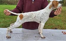 CKC Reg Trained English Pointer dogs for Sale, On parle le FRANC - Photo 6