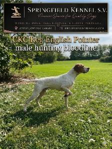 CKC Reg Trained English Pointer dogs for Sale, On parle le FRANC - Photo 7