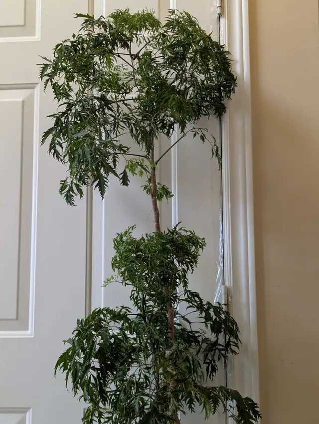 Japanese House plant