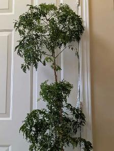 Japanese House plant