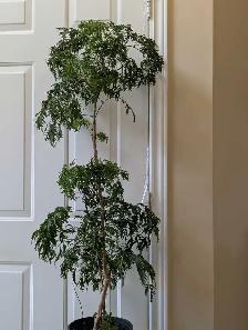 Japanese House plant - Photo 2