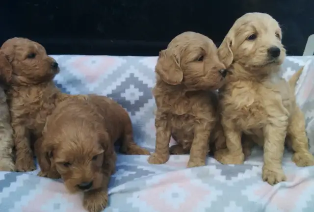 Goldendoodle Puppies - Genetic testing and health guarantee