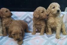 Goldendoodle Puppies - Genetic testing and health guarantee
