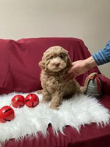 Goldendoodle Puppies - Genetic testing and health guarantee - Photo 5