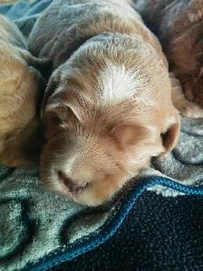 Goldendoodle Puppies - Genetic testing and health guarantee - Photo 6