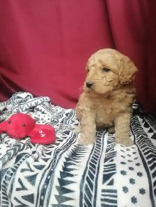 Goldendoodle Puppies - Genetic testing and health guarantee - Photo 7