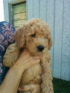 Goldendoodle Puppies - Genetic testing and health guarantee - Photo 8