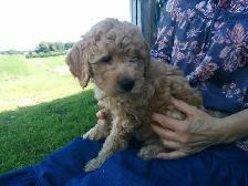 Goldendoodle Puppies - Genetic testing and health guarantee - Photo 9