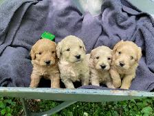 Goldendoodle Puppies - Genetic testing and health guarantee - Photo 10