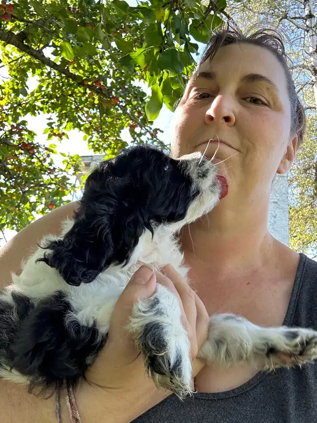 Cockapoo male black and white!