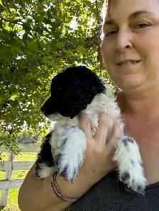 Cockapoo male black and white! - Photo 2