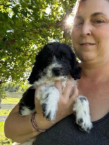 Cockapoo male black and white! - Photo 3