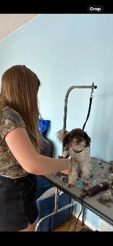 Cockapoo male black and white! - Photo 6