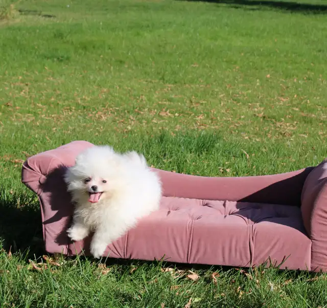 Pomeranian Puppy