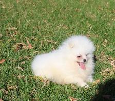 Pomeranian Puppy - Photo 2