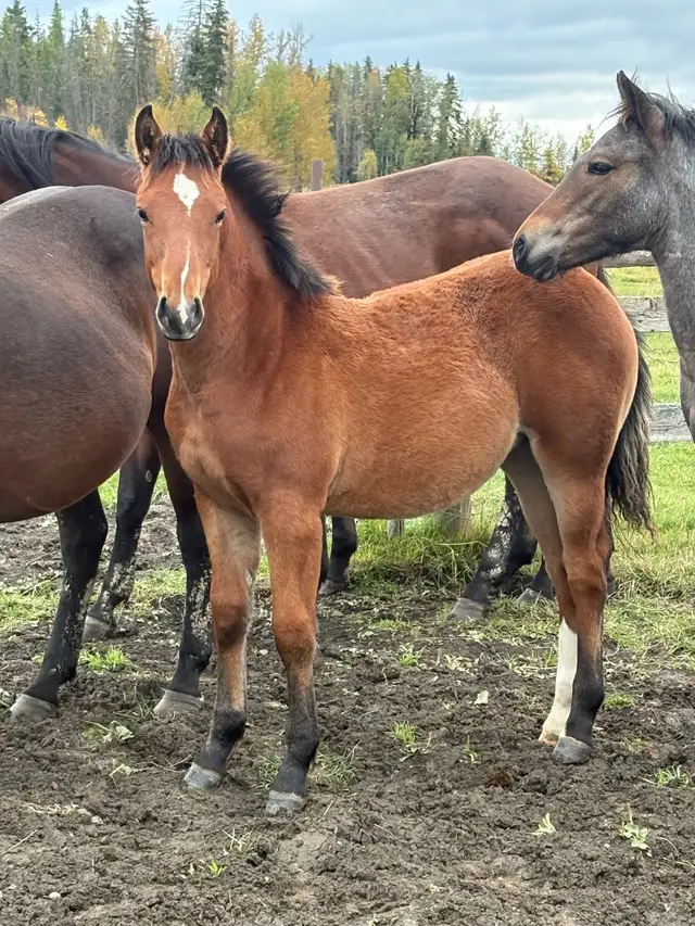 half draft fillies