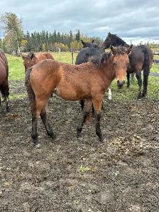 half draft fillies - Photo 2