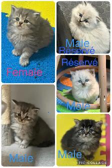 Himalayan & Persian Kittens/Chatons Himalayen-Persan - Photo 2