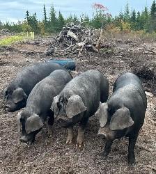 hog for sale