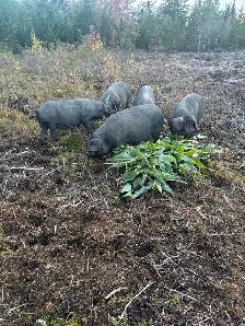 hog for sale - Photo 2