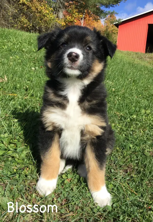 Female Australian Shepherd Puppy