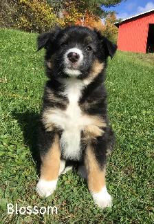 Female Australian Shepherd Puppy