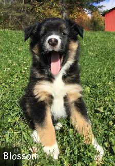 Female Australian Shepherd Puppy - Photo 2