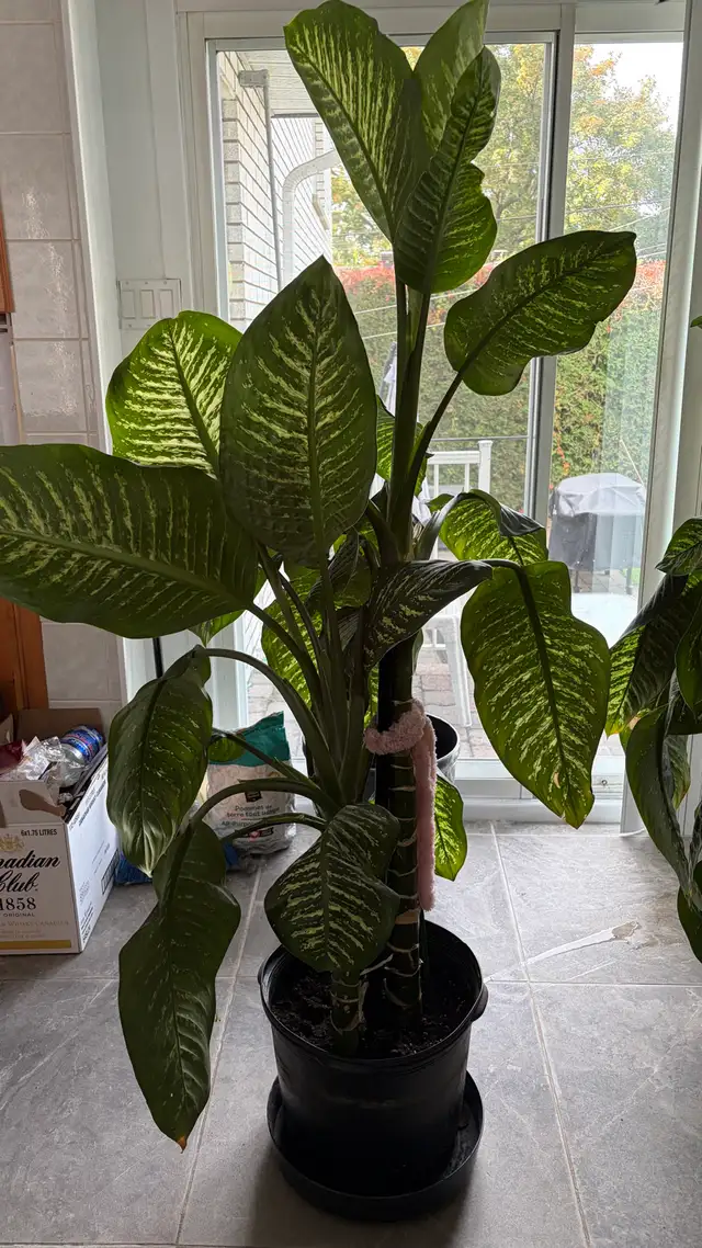 Plante Deiffenbachia Plant