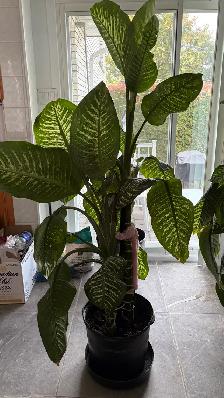 Plante Deiffenbachia Plant