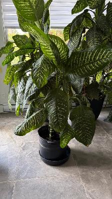 Plante Deiffenbachia Plant - Photo 2