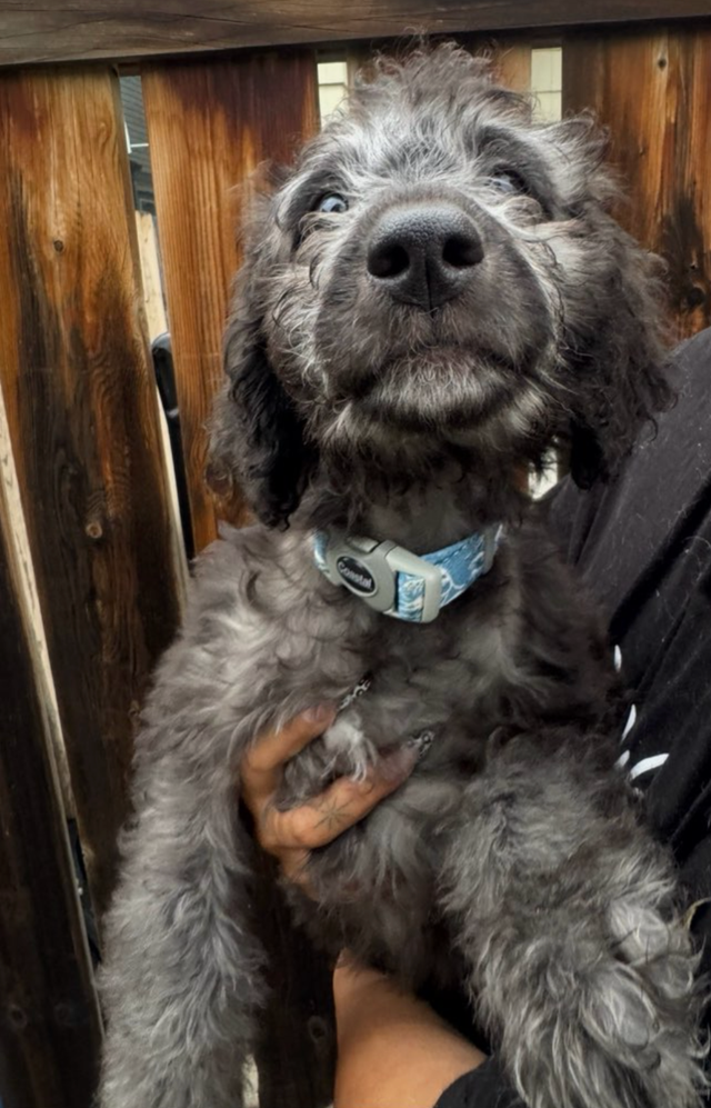 Aussiedoodle Puppies Ready for New Homes