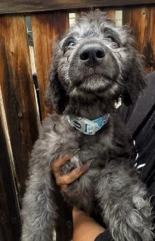 Aussiedoodle Puppies Ready for New Homes