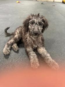 Aussiedoodle Puppies Ready for New Homes - Photo 2