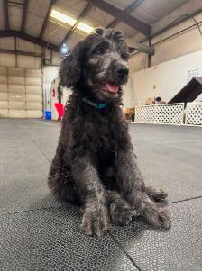 Aussiedoodle Puppies Ready for New Homes - Photo 3
