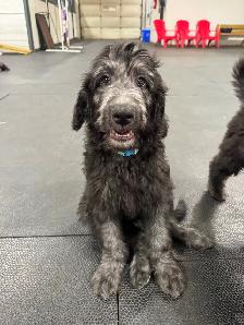 Aussiedoodle Puppies Ready for New Homes - Photo 4
