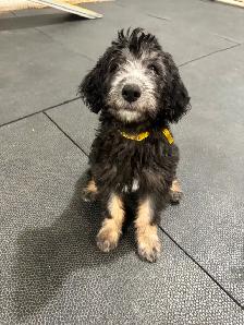 Aussiedoodle Puppies Ready for New Homes - Photo 5