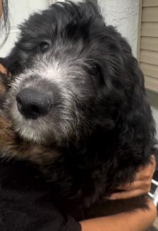 Aussiedoodle Puppies Ready for New Homes - Photo 6
