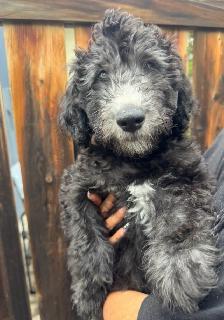 Aussiedoodle Puppies Ready for New Homes - Photo 7