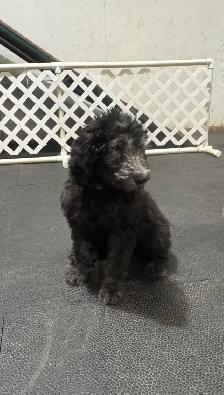 Aussiedoodle Puppies Ready for New Homes - Photo 8