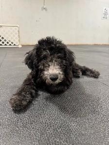 Aussiedoodle Puppies Ready for New Homes - Photo 9