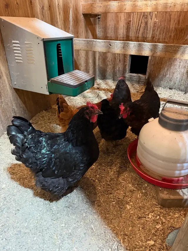4 laying hens.    FREE