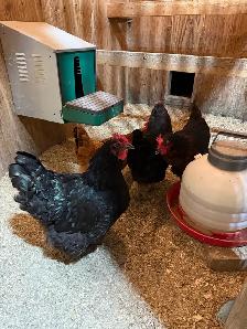 4 laying hens.    FREE
