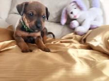 Rottweiler mix  Pit wheeler