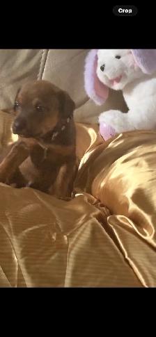 Rottweiler mix  Pit wheeler - Photo 2