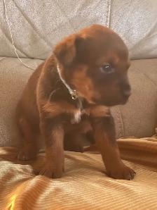 Rottweiler mix  Pit wheeler - Photo 3