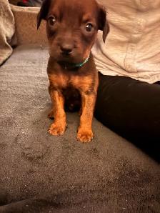 Rottweiler mix  Pit wheeler - Photo 4